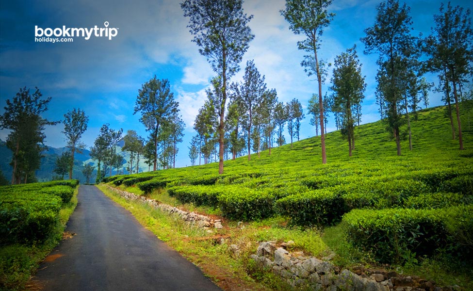 Bookmytripholidays | Misty Wayanad Hillstation Calling | Luxury tour packages